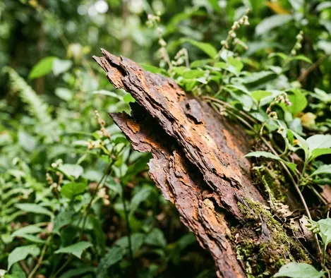 Image showing macro